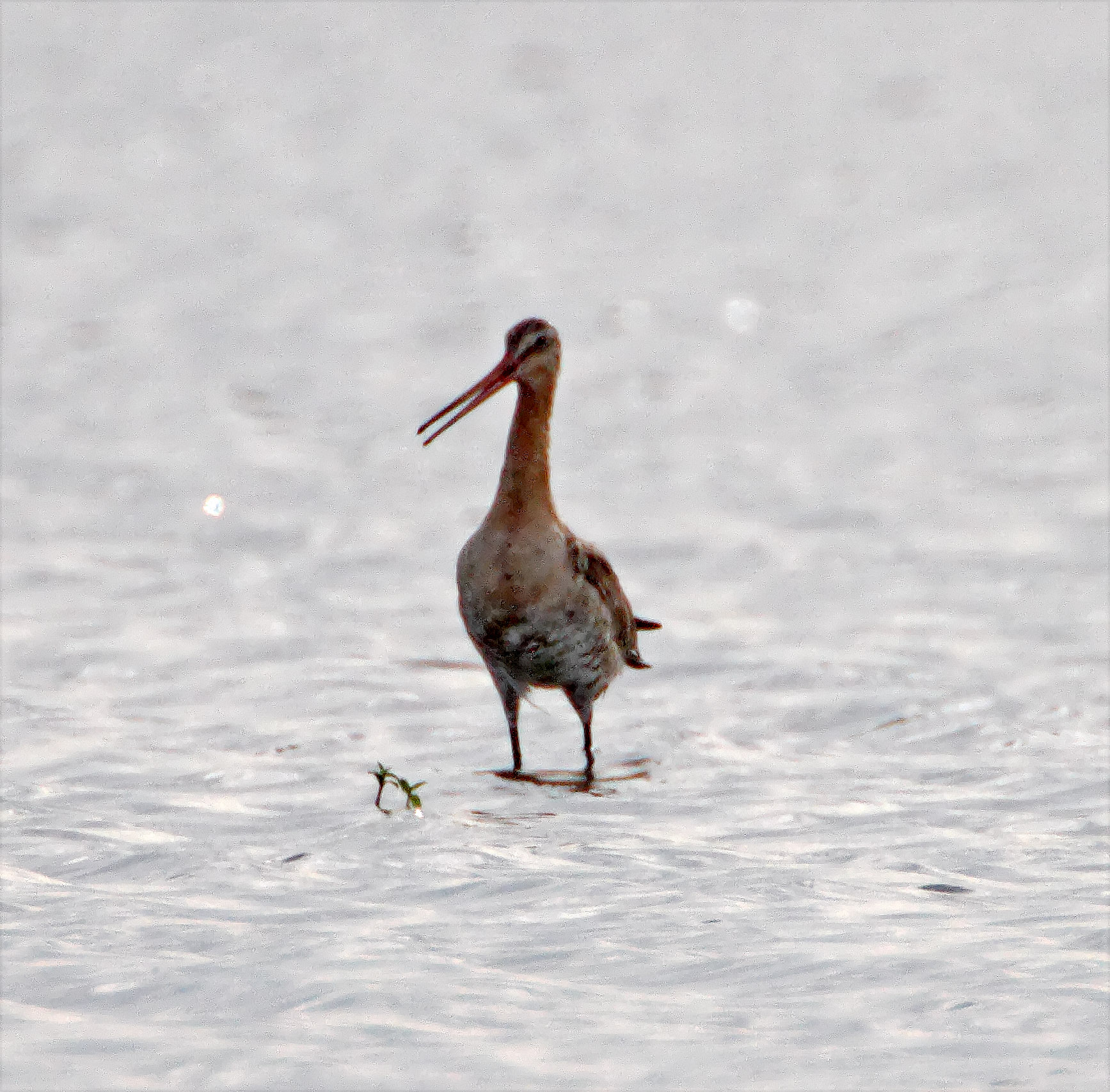 Black-tailed Godwit_0815.jpg
