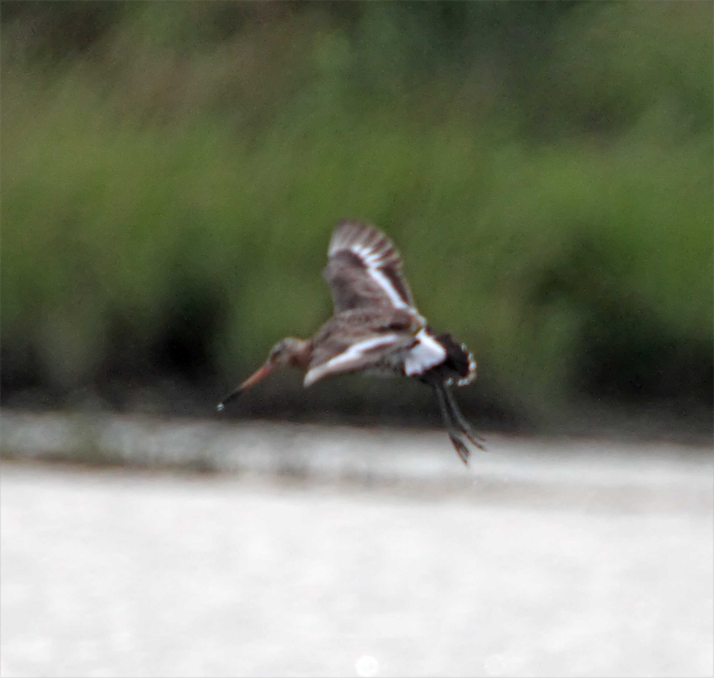 Black-tailed Godwit_0876.jpg