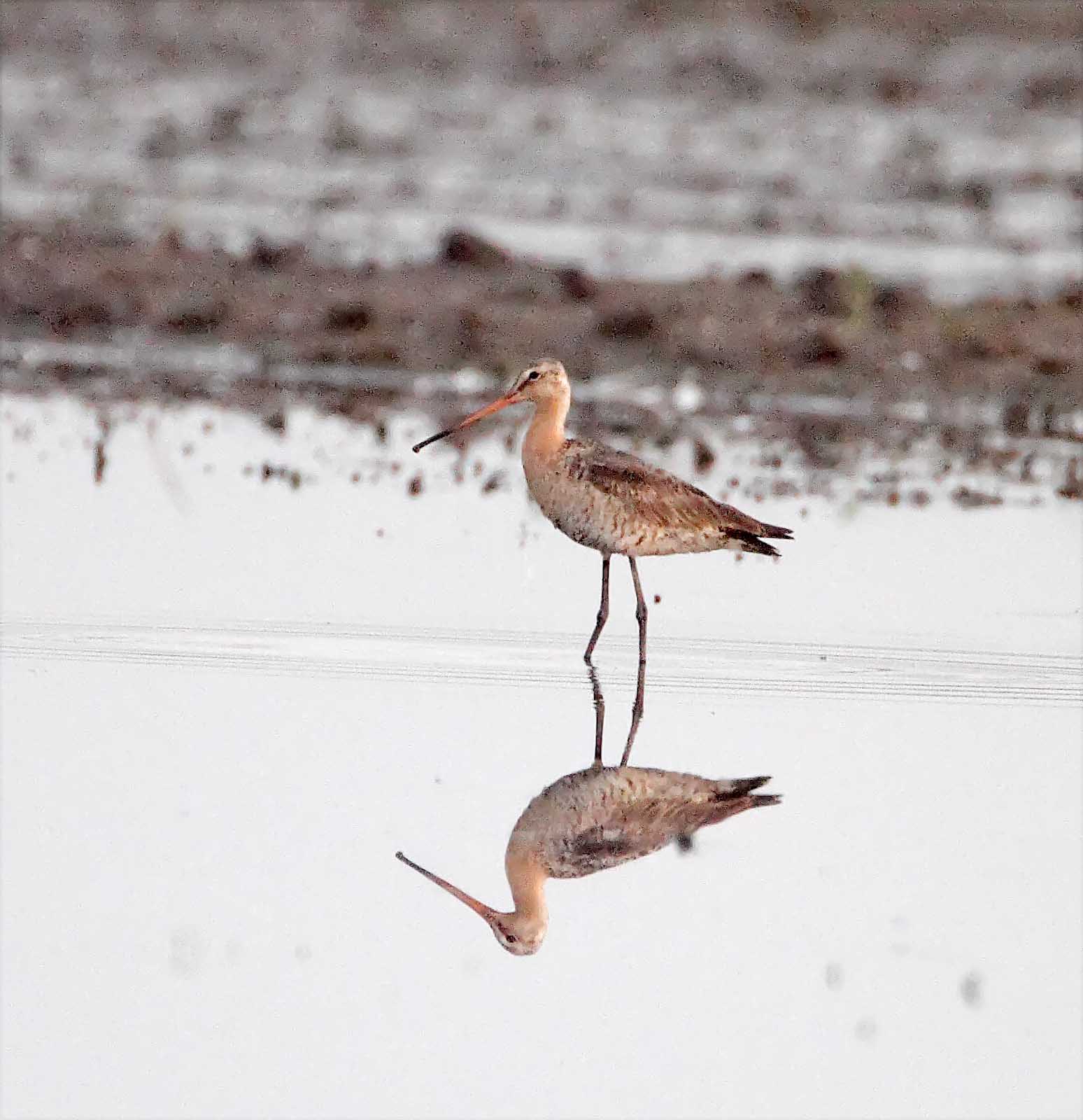 Black-tailed Godwit_1453.jpg