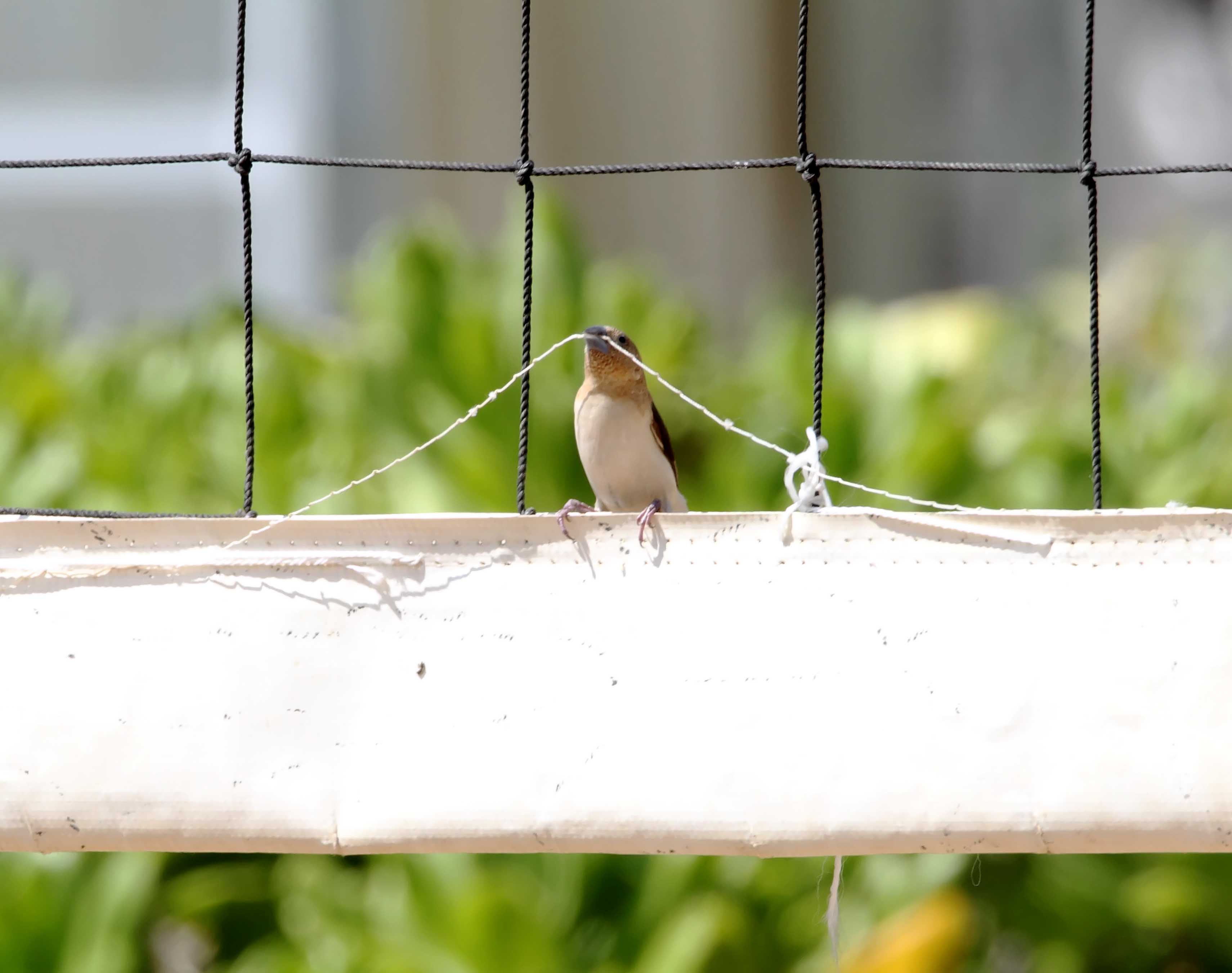 African Silverbill - taking threads_6784.jpg