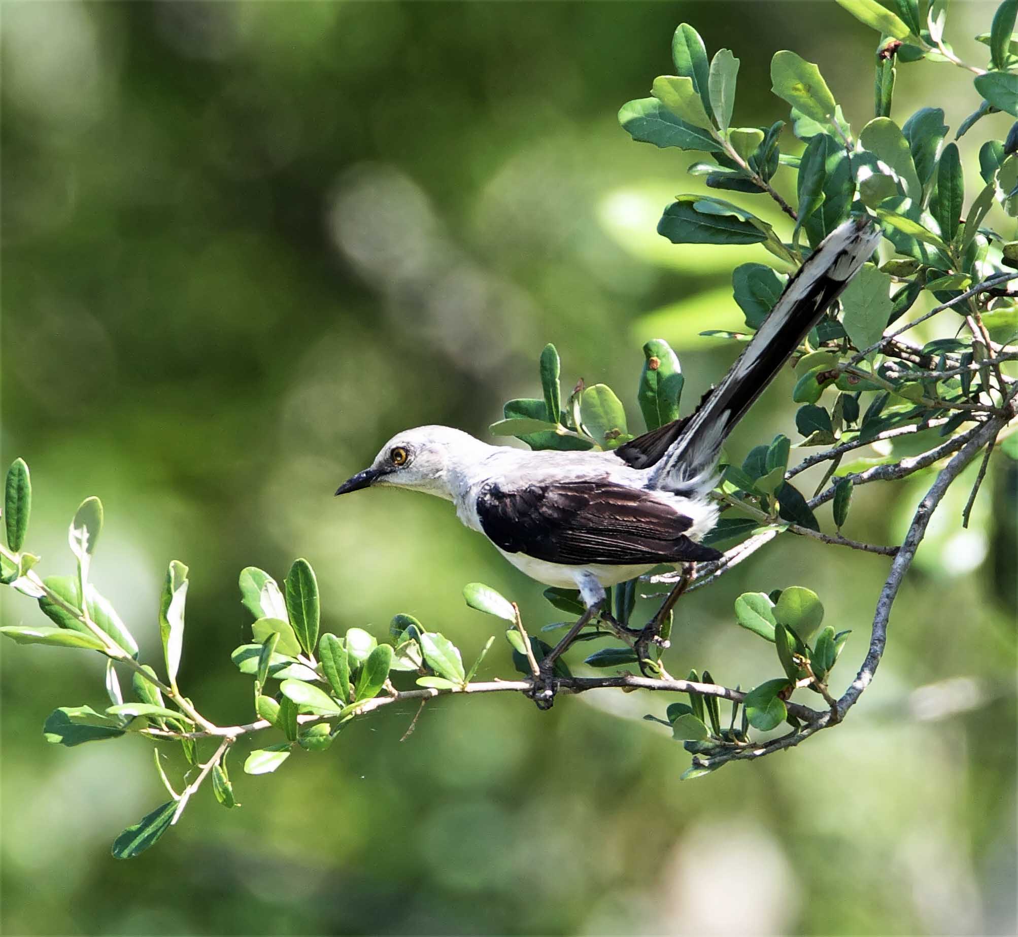 Tropical Mockingbird_1964.jpg