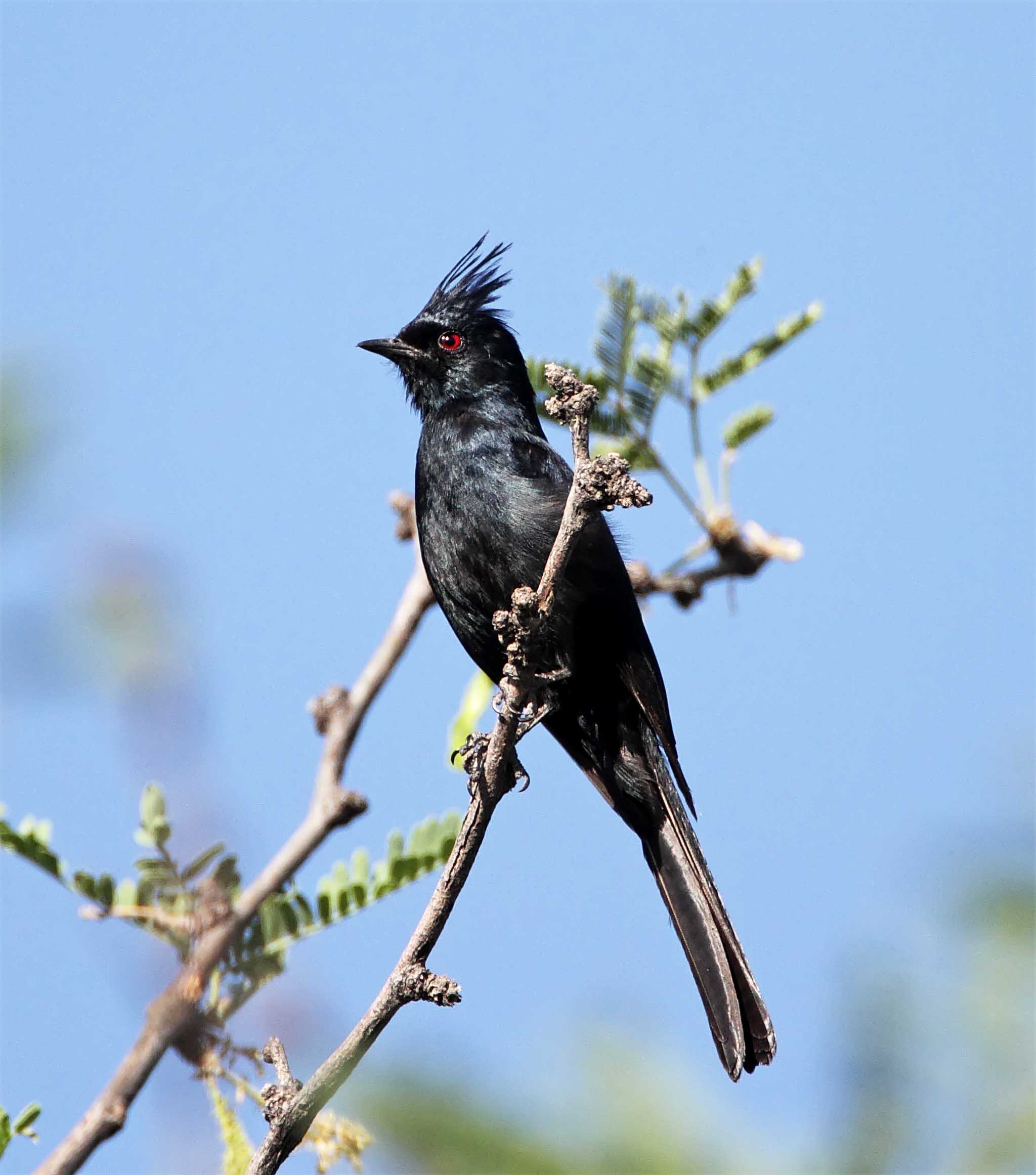 Phainopepla - male_0240.jpg