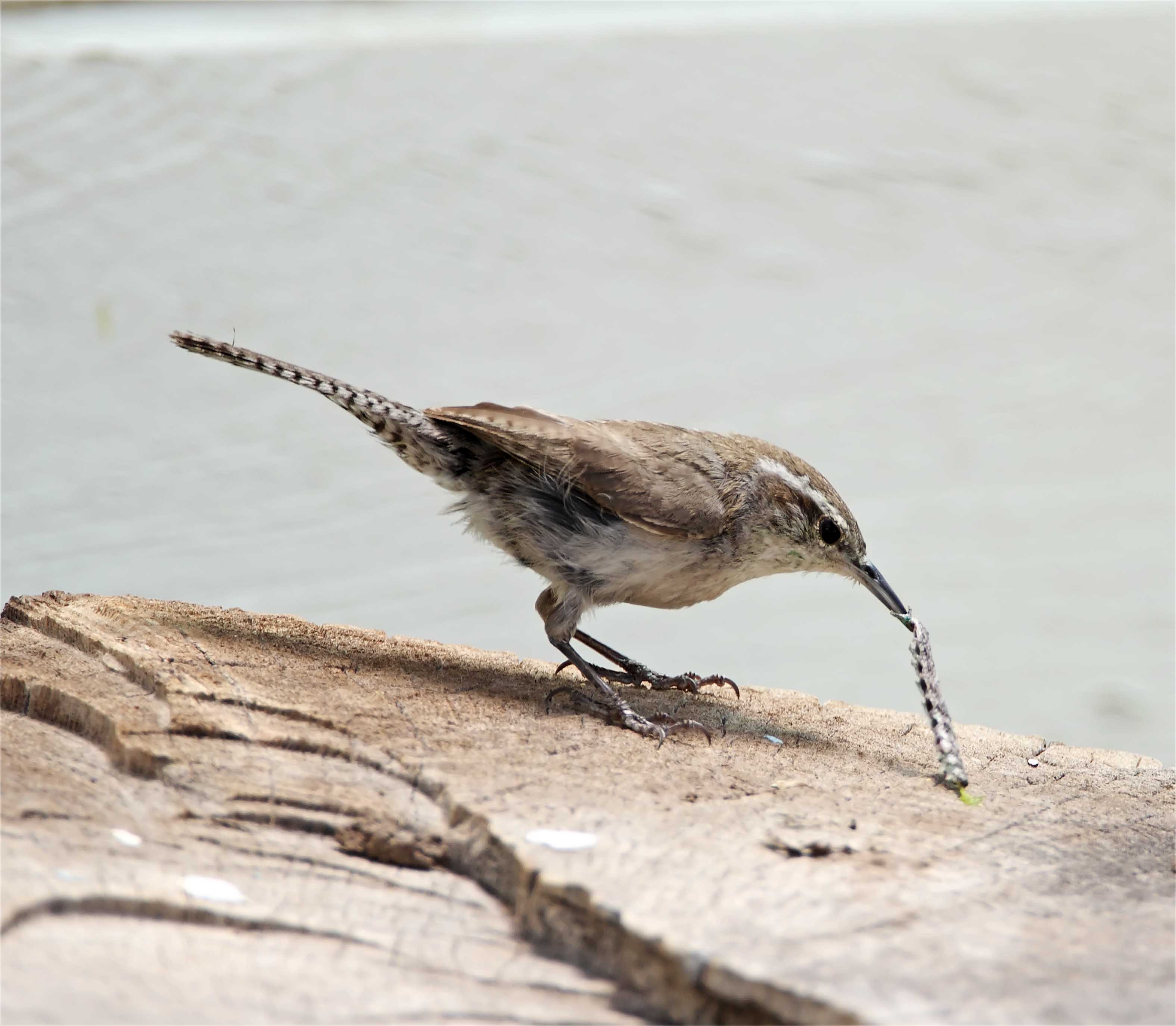 Bewicks Wren_9753.jpg