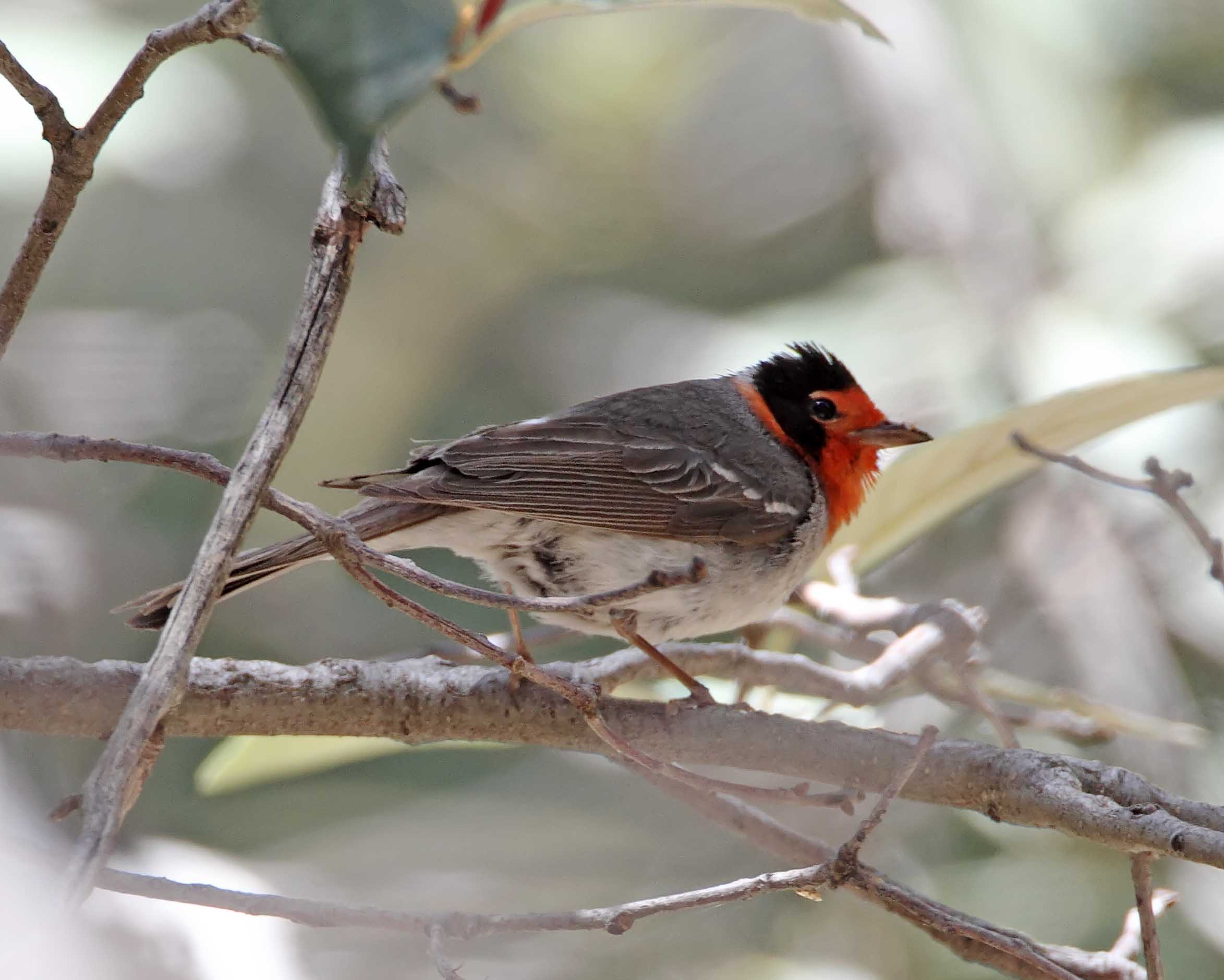Red-faced Warbler_0511.jpg