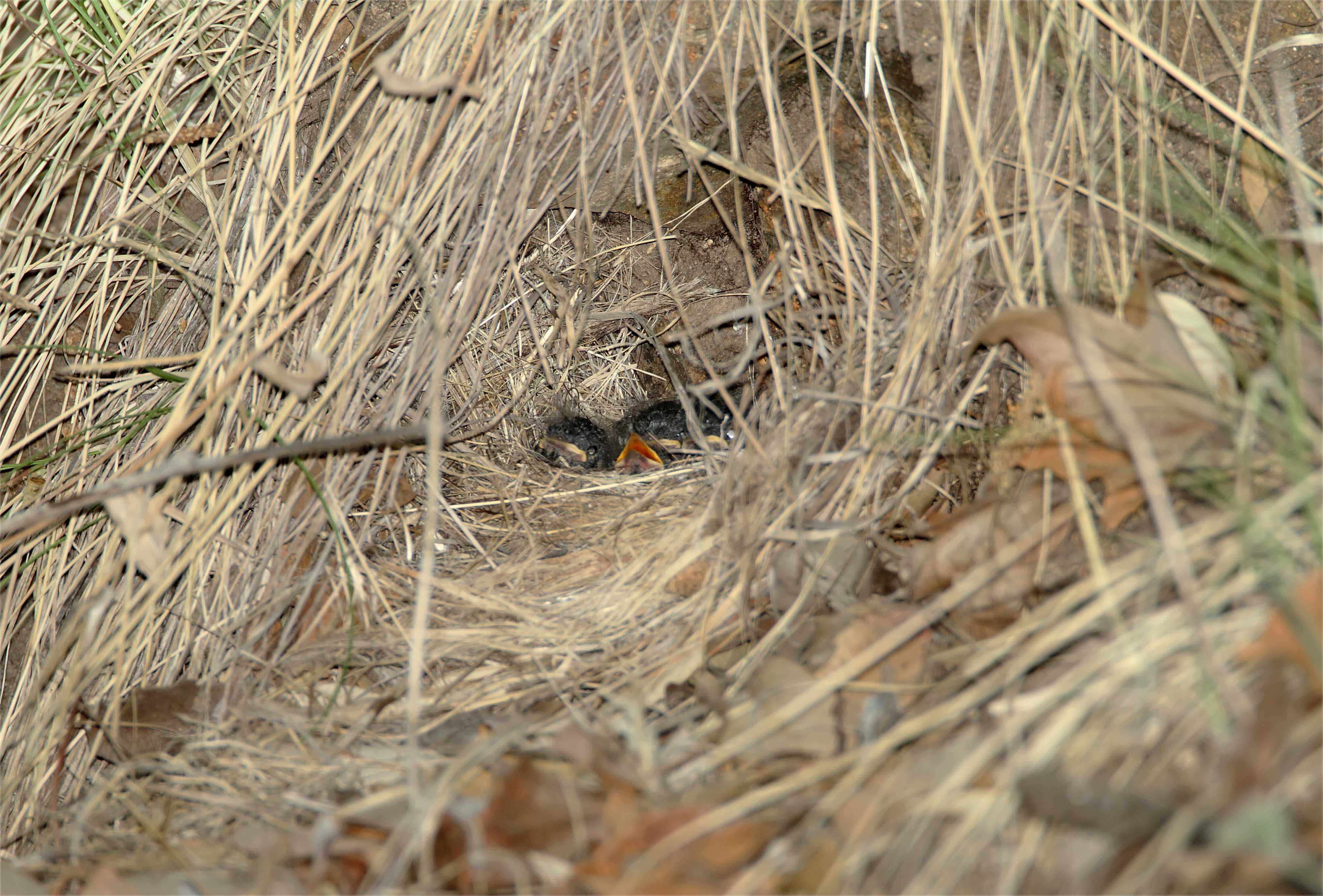 Painted Redstart - nest_0212.jpg