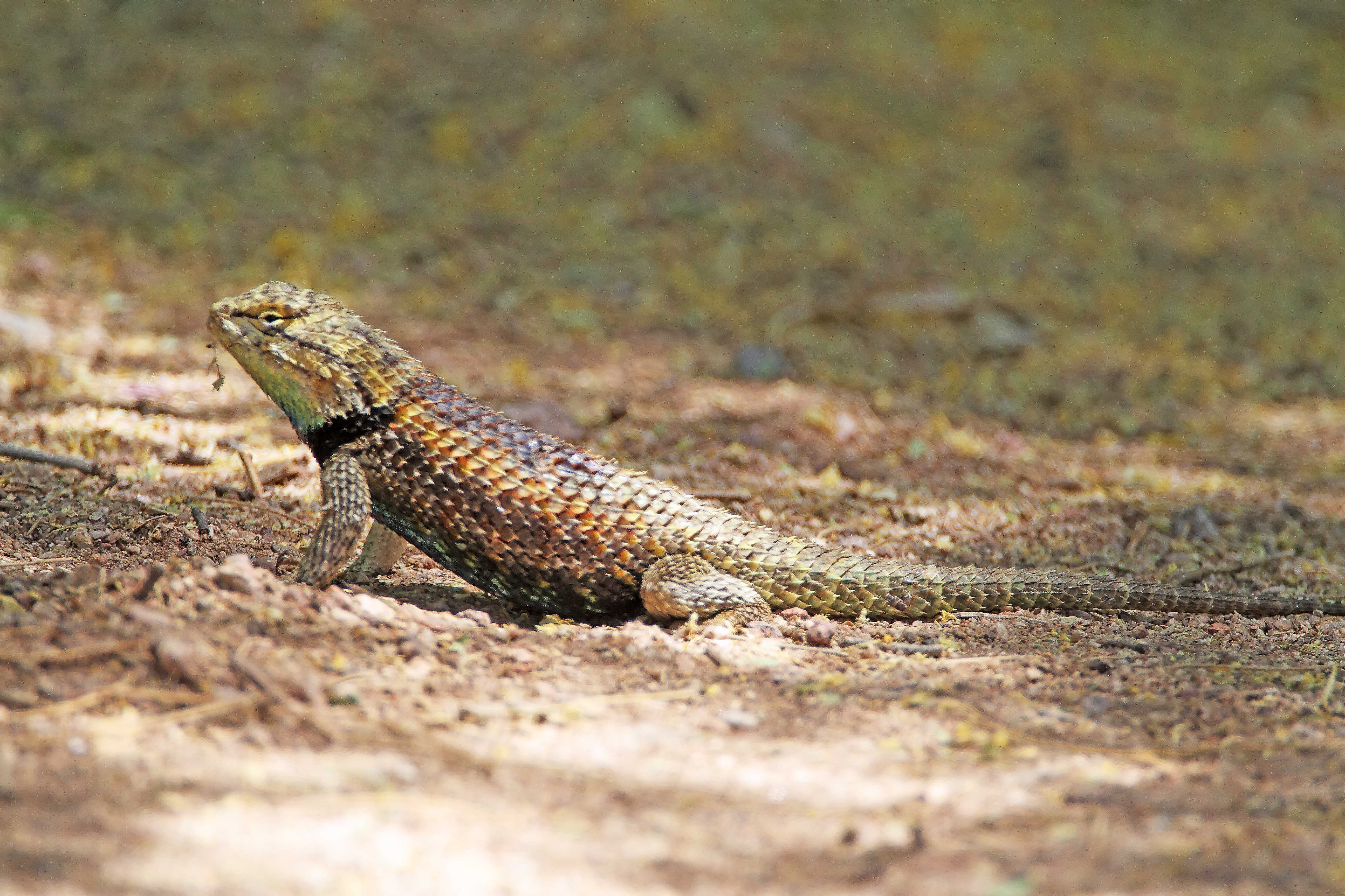 Desert Spiny Lizard_0677.jpg