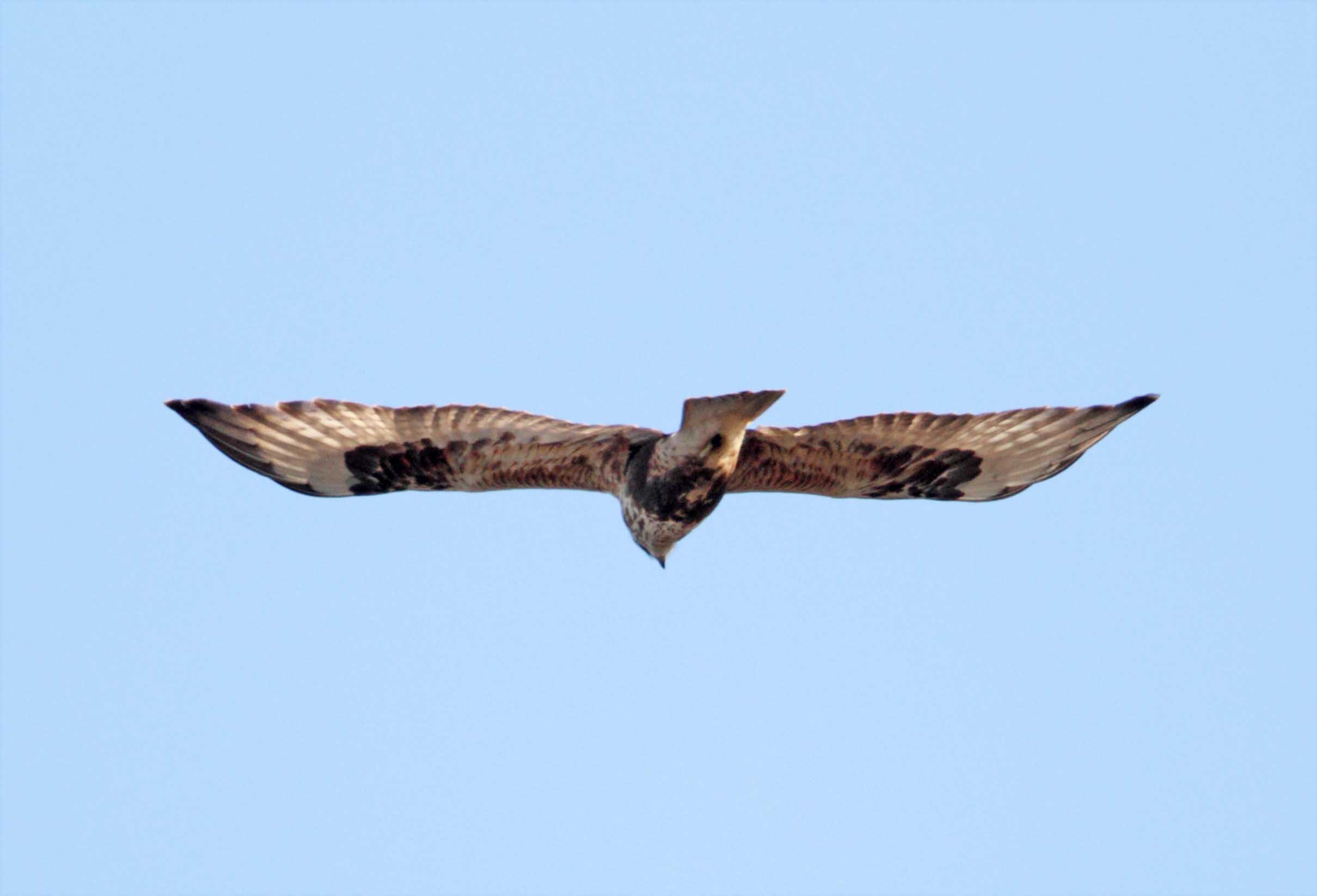 Rough-legged Hawk - juvenile_6366.jpg