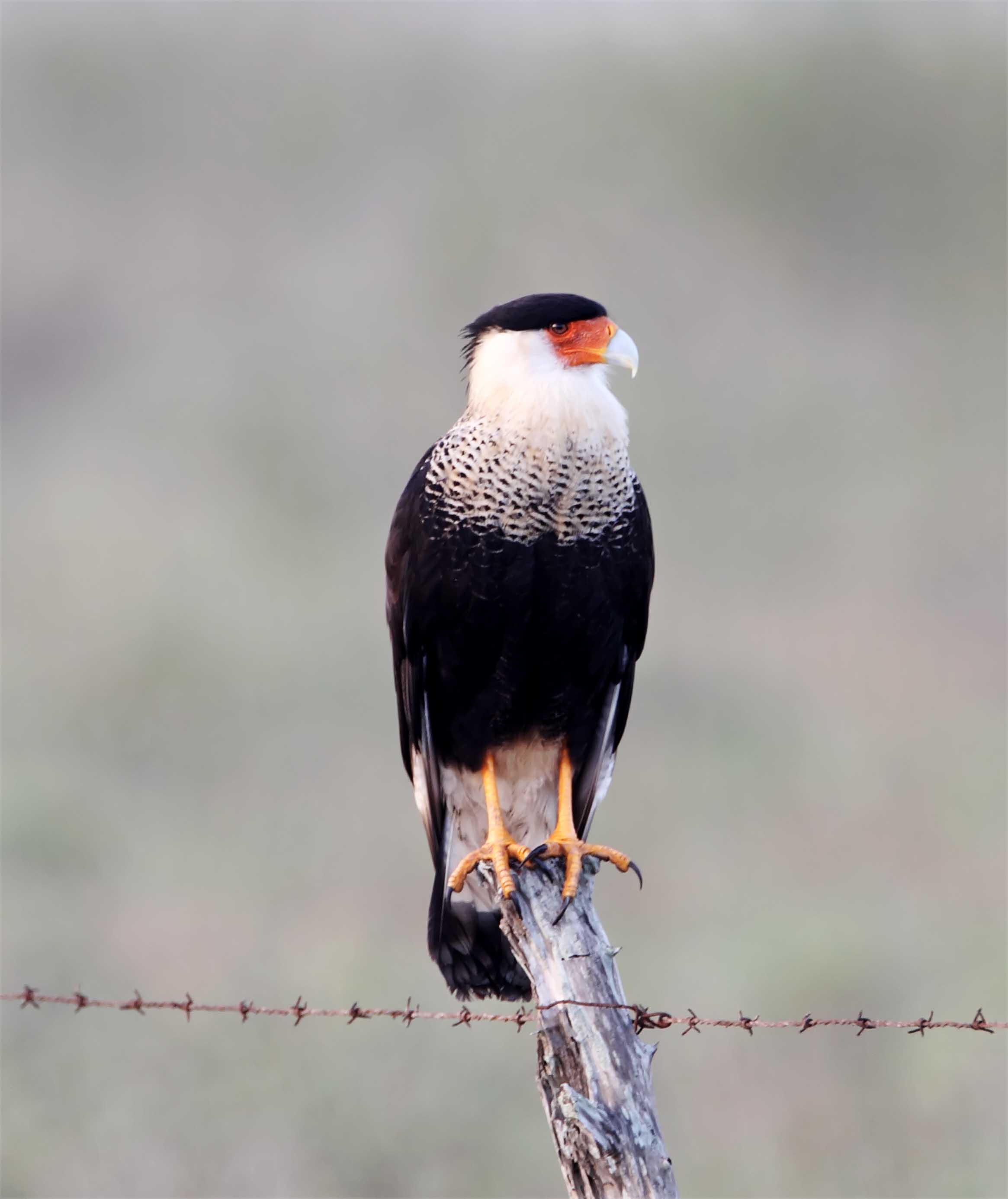 Northen Caracara_6232.jpg