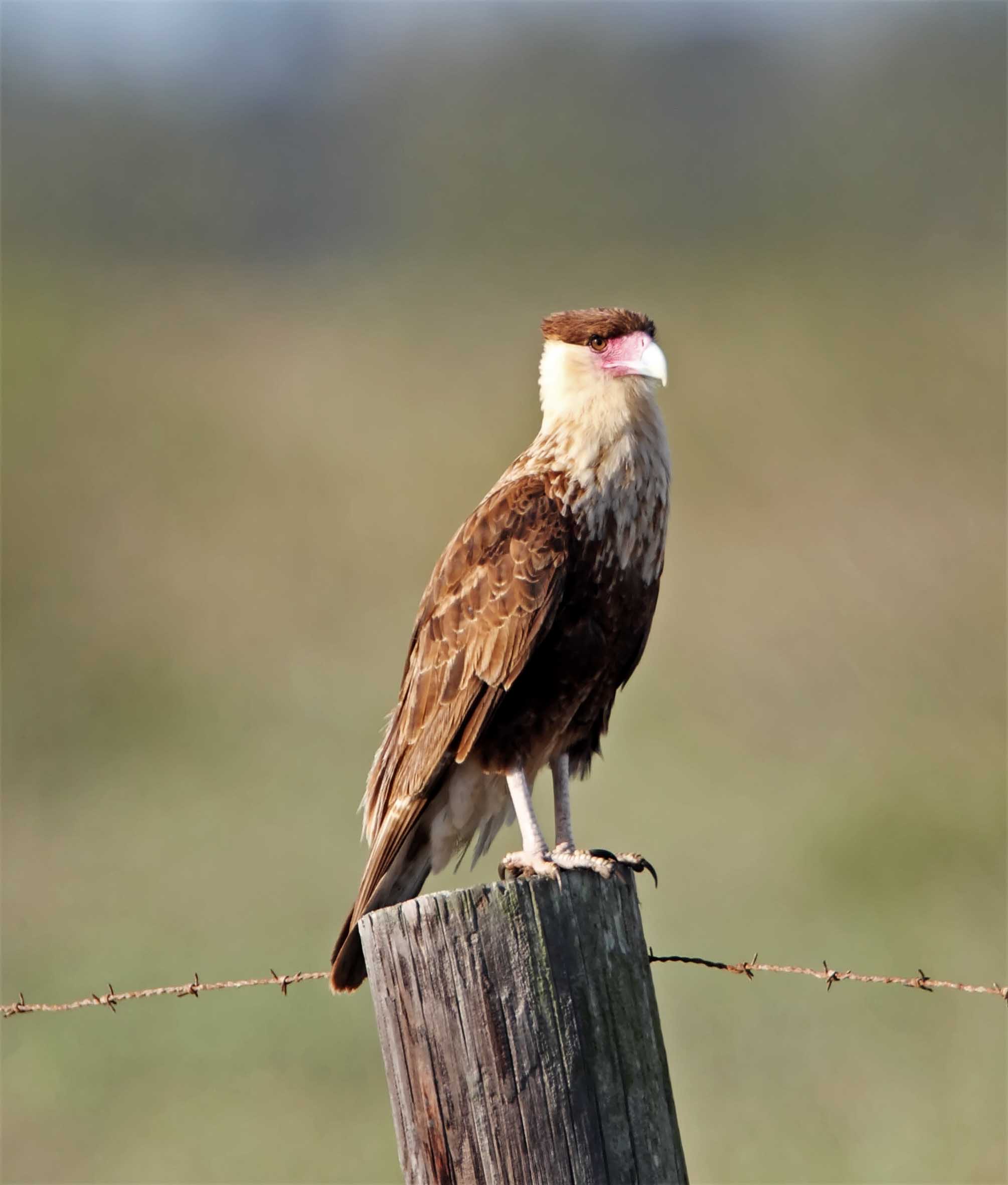 Northen Caracara - juvenile_6270.jpg