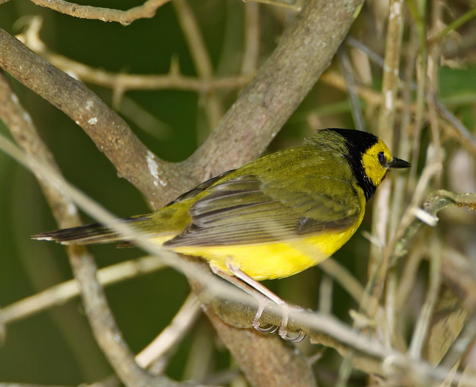 Hooded Warbler - breeding male_5552.jpg