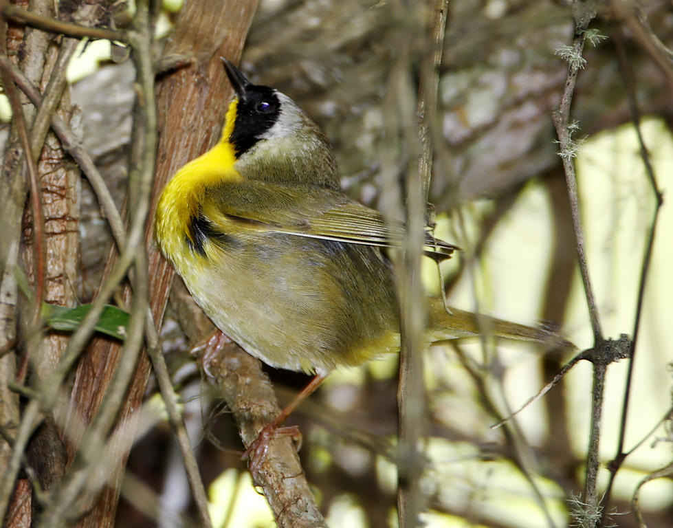 Common Yellowthroat - male_5970.jpg