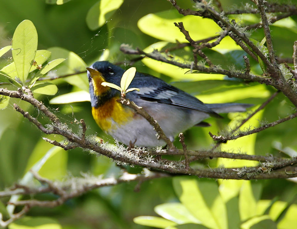 Northen Parula - male_5145.jpg