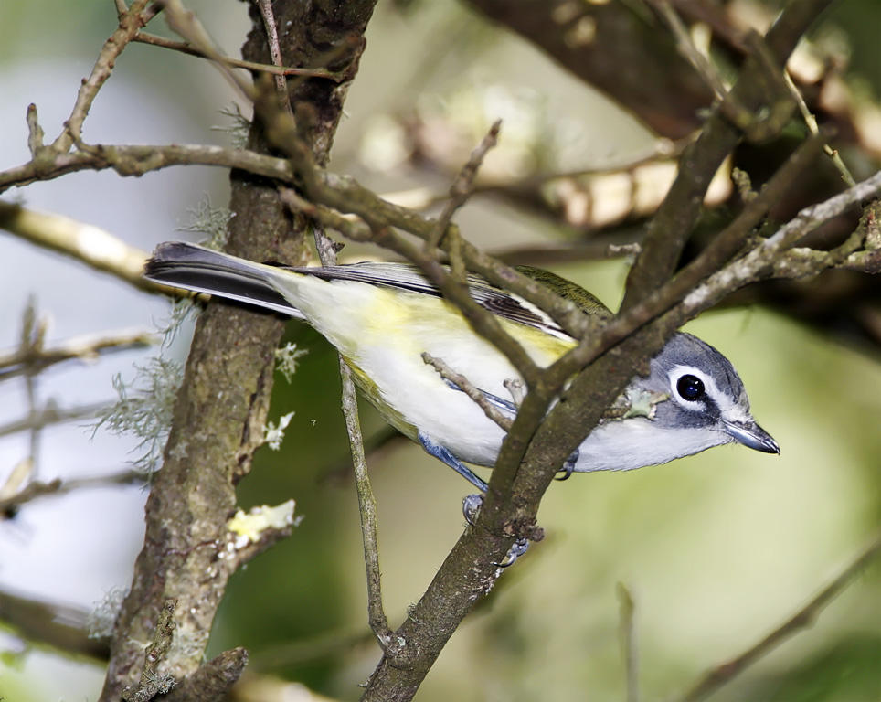 Blue-headed Vireo_4869.jpg