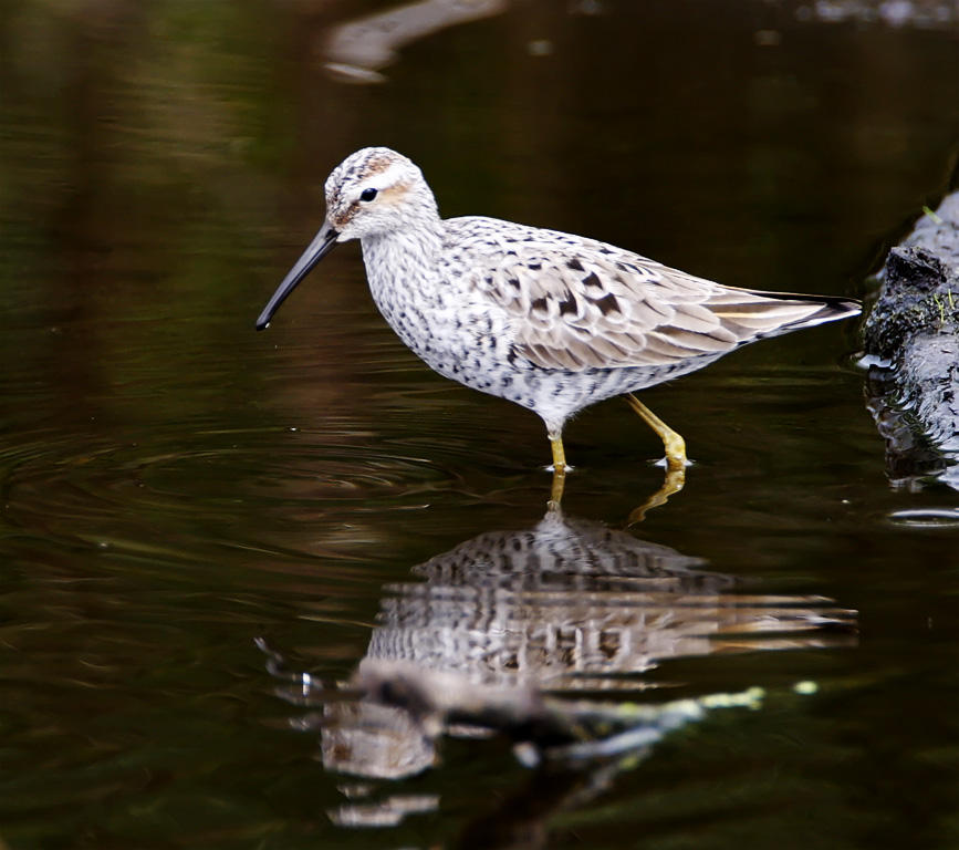 Stilt Sandpiper_6617.jpg