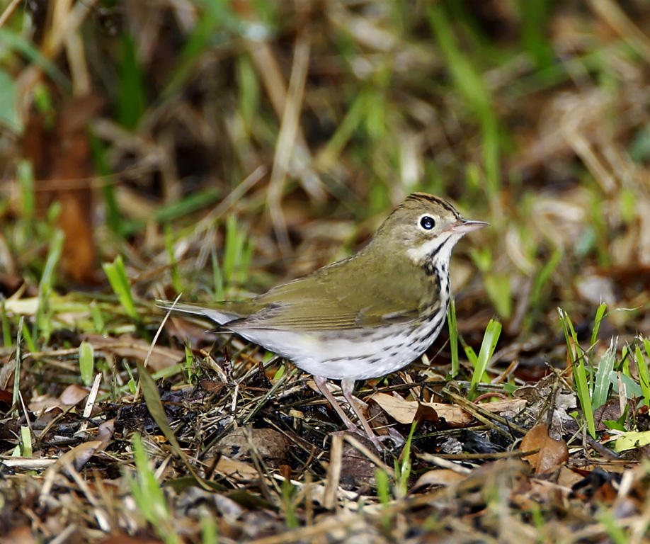 Ovenbird_6756.jpg