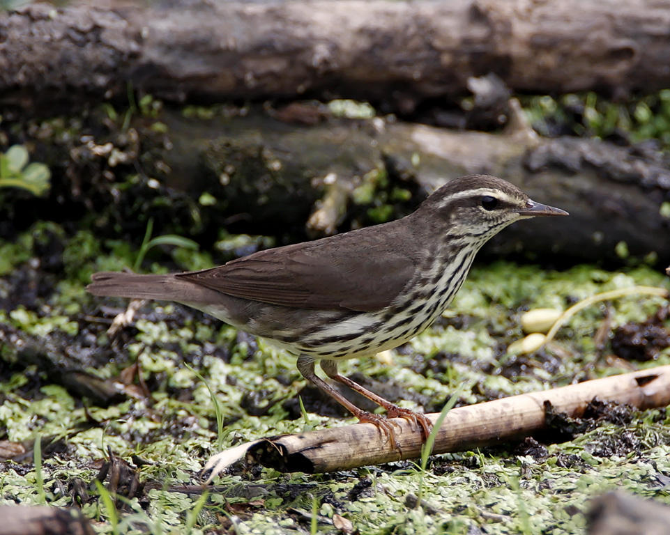 Northern Waterthrush_6678.jpg