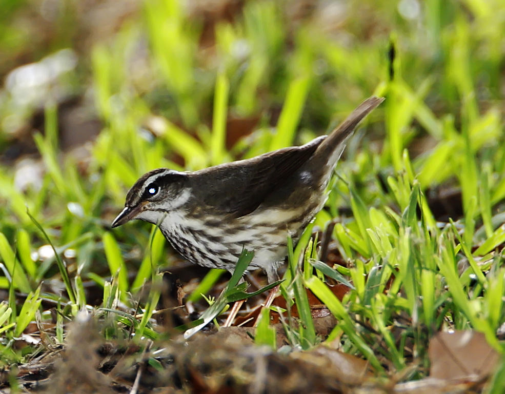 Louisiana Waterthrush_6847.jpg