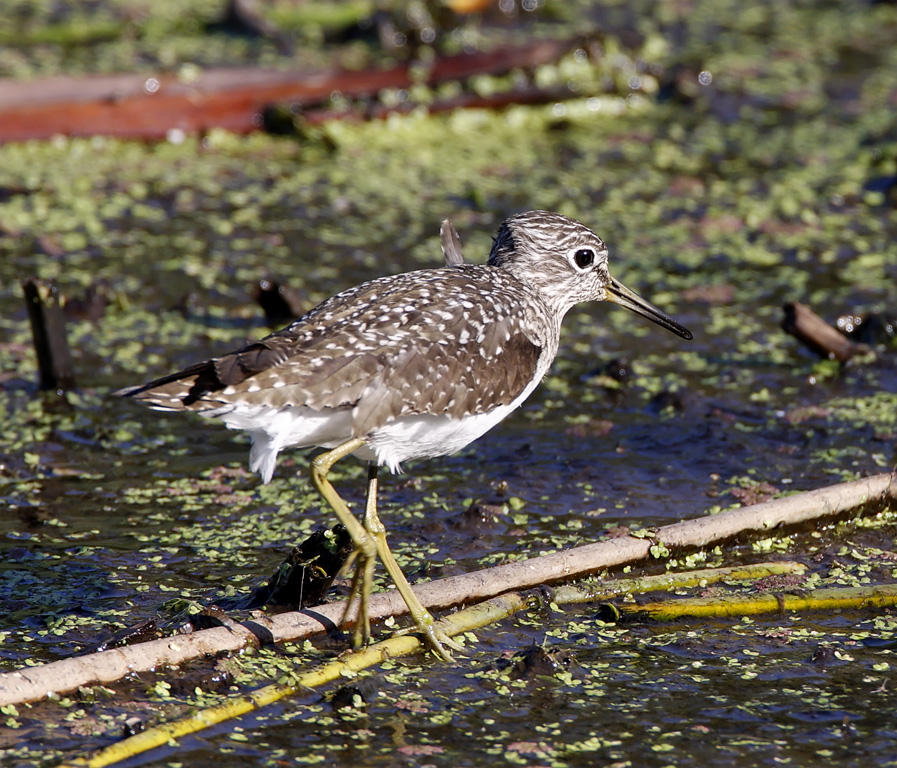 Solitary Sandpiper - breeding_5741.jpg