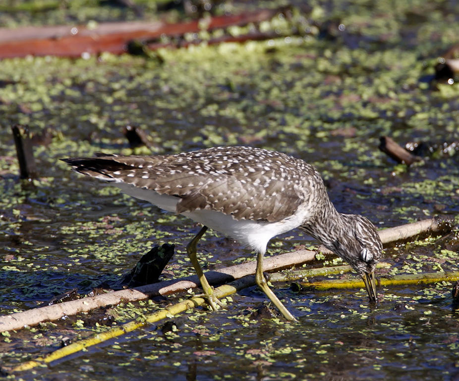 Solitary Sandpiper - breeding_5744.jpg
