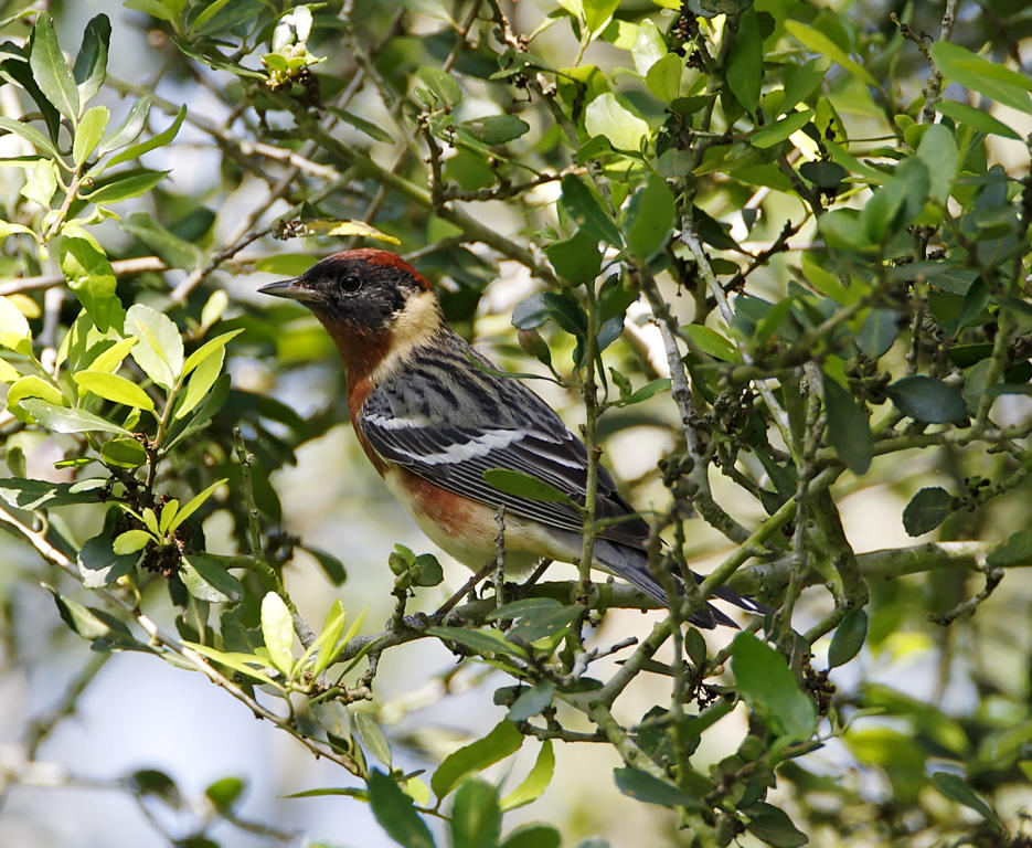 Bay-breasted Warbler - male_7481.jpg