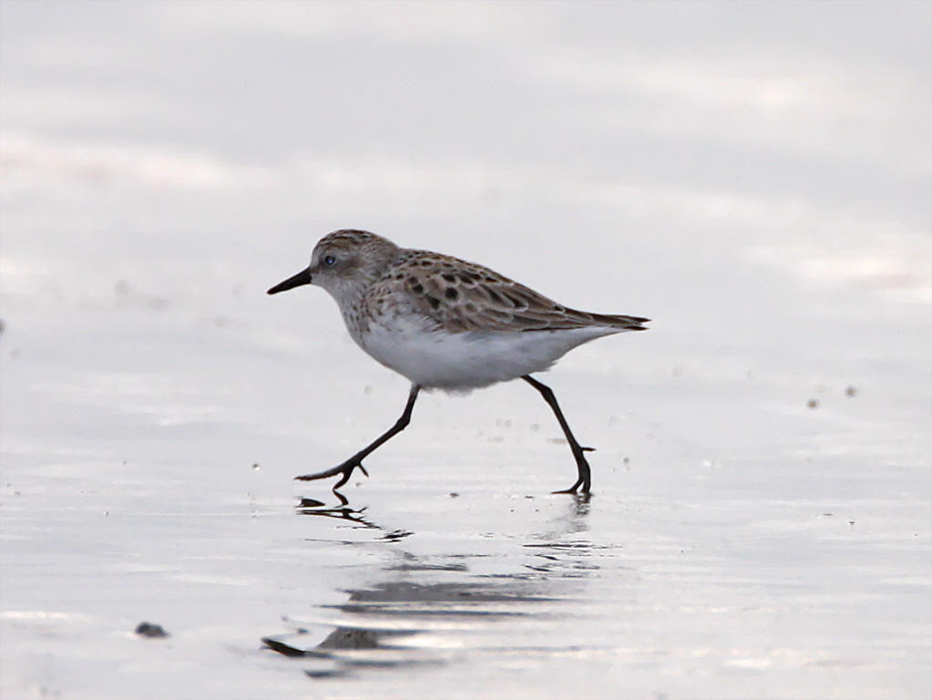 Semipalmated Sandpiper - breeding_7179.jpg