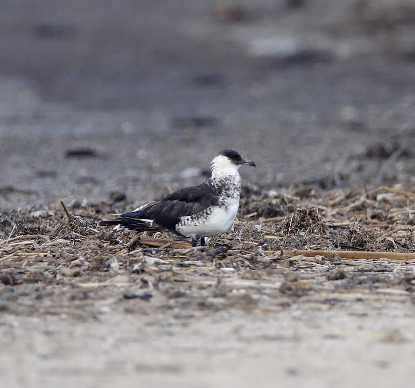 Pomarine Jaeger_7224.jpg