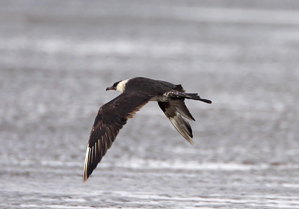 Pomarine Jaeger_7226.jpg