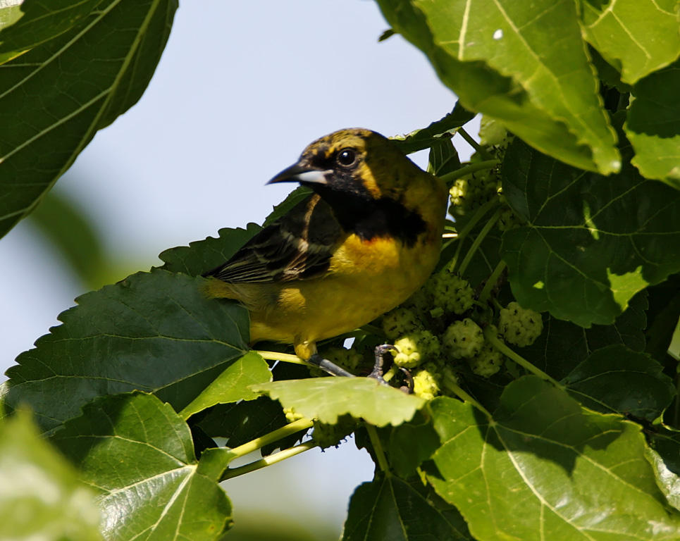 Orchard Oriole - 1st summer male_4724.jpg