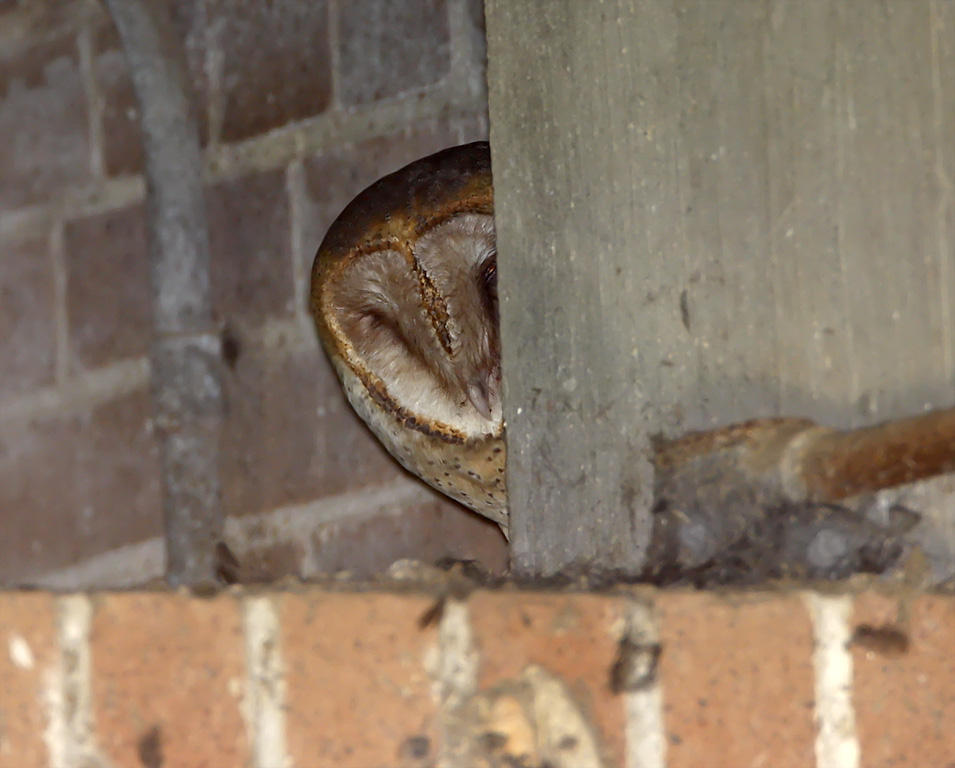Barn Owl_7507.jpg