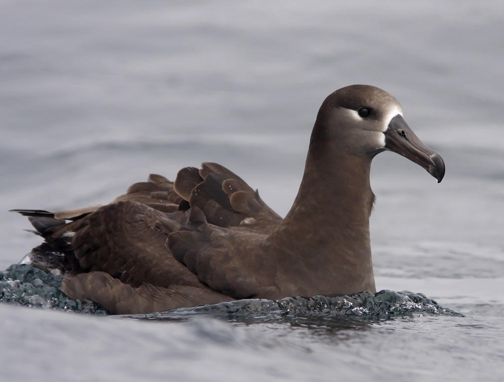 Black-footed Albatross_8877.jpg