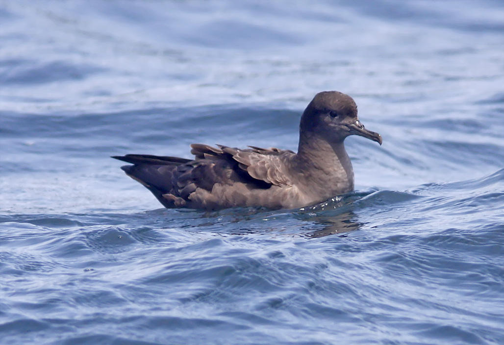 Sooty Shearwater_9653.jpg