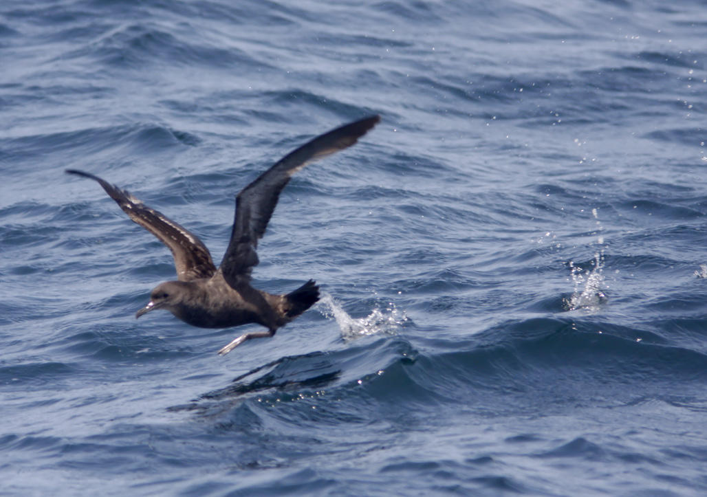 Sooty Shearwater_9678.jpg