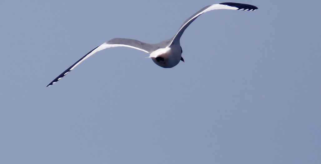 Sabines Gull_9409.jpg
