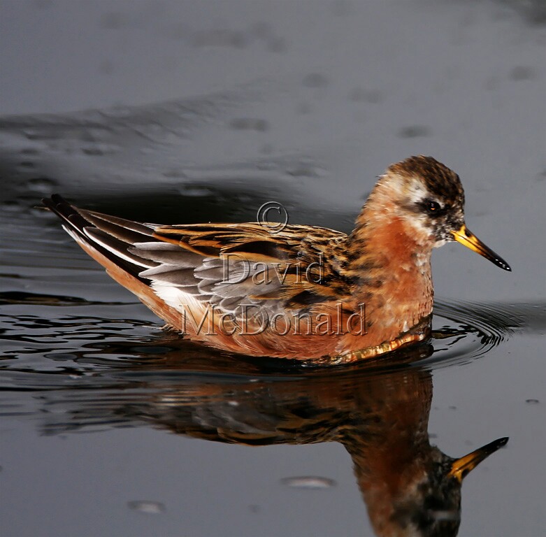 Red Phalarope - male breeding_9718.jpg