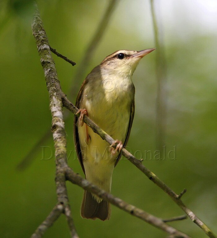 Swainsons Warbler_0953.jpg