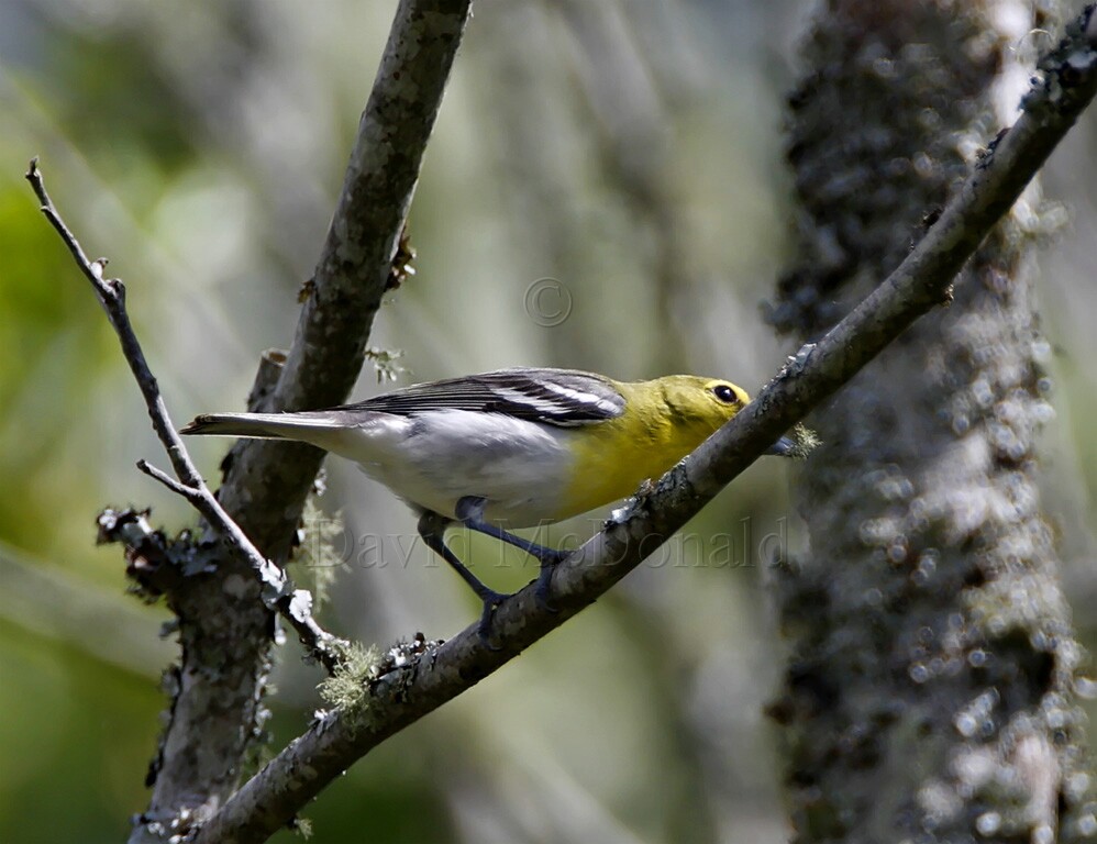 Yellow-throated Vireo_1086.jpg