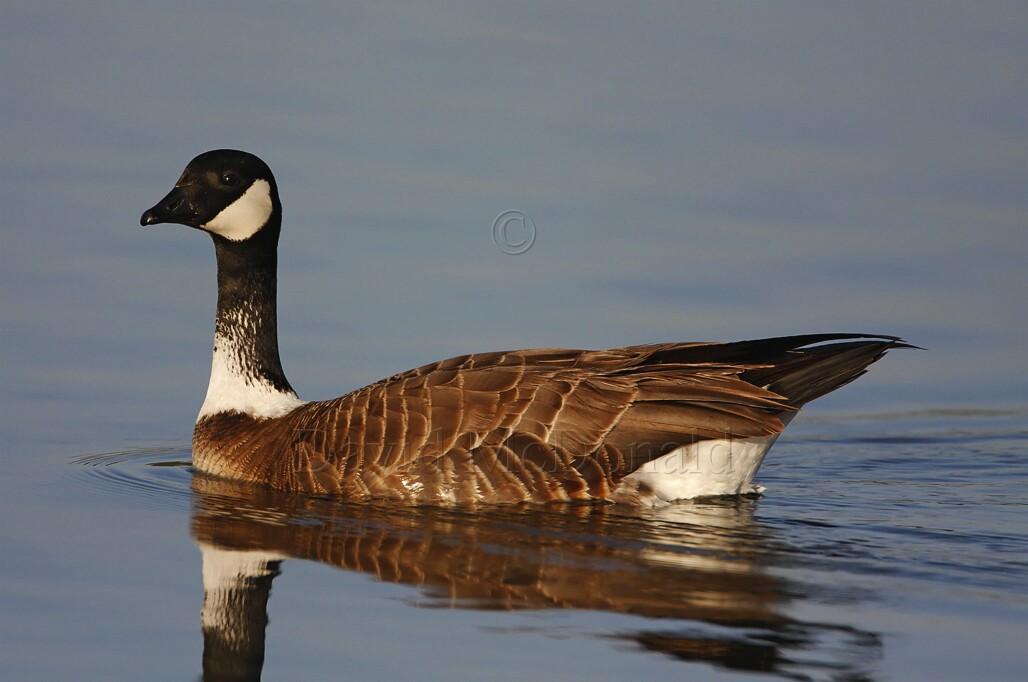 Cackling Goose Aleutian_0597.jpg