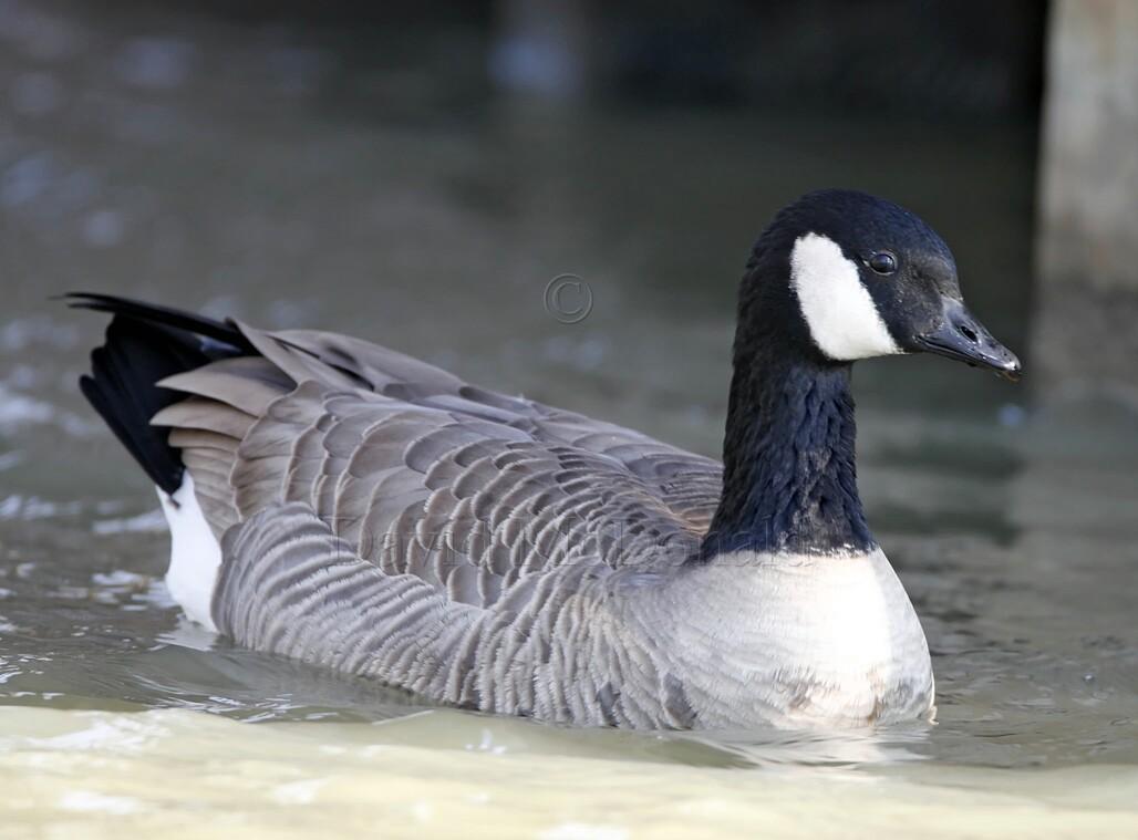 Cackling Goose Richardsons_9497.jpg
