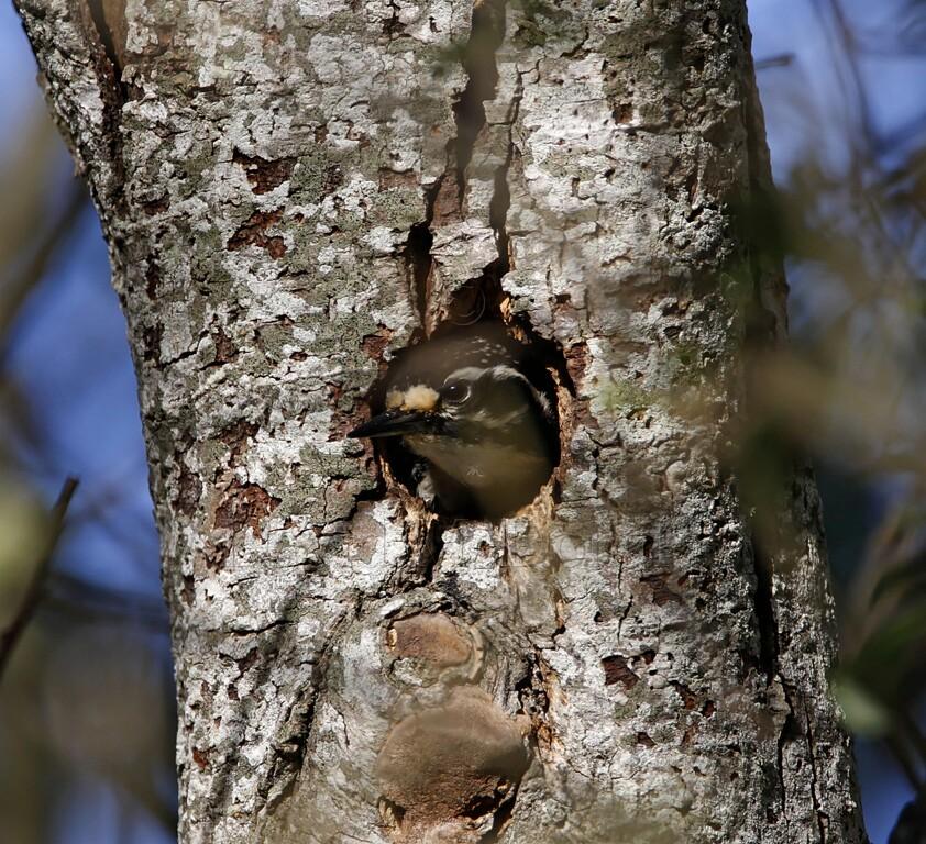 Nuttalls Woodpecker - female_0491.jpg