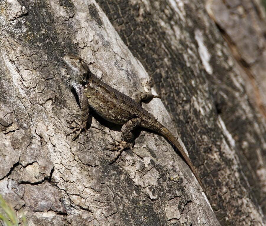 Western Fence Lizard_0729.jpg