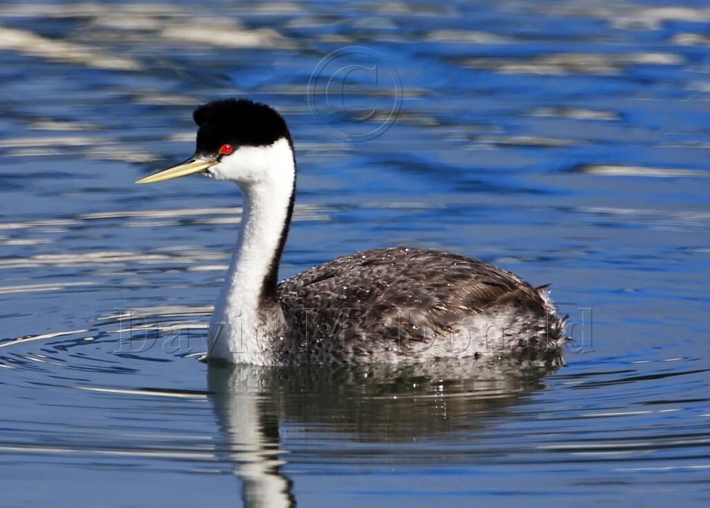 Western Grebe_0075.jpg