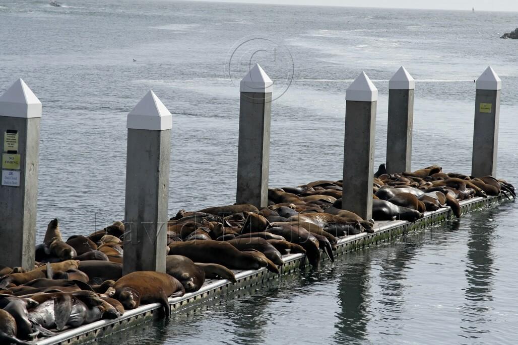 California Sea Lions on dock_0166.jpg