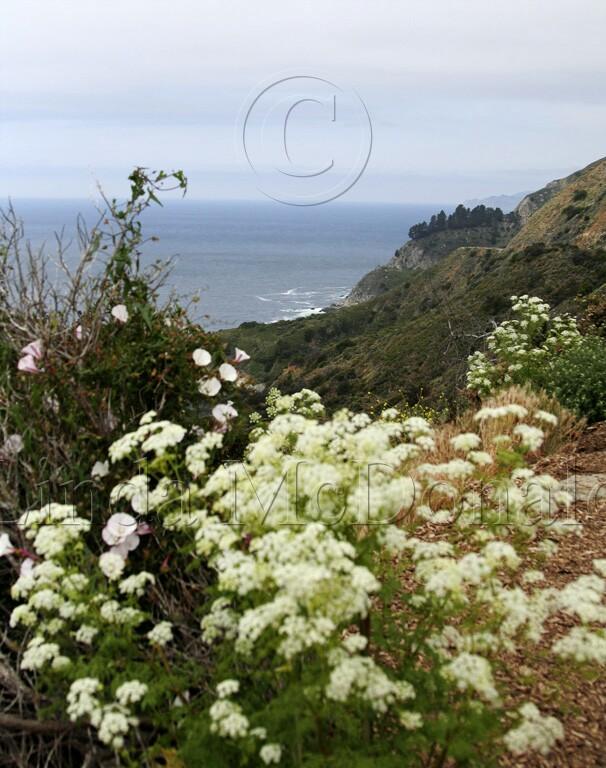 Big Sur_0122L.jpg