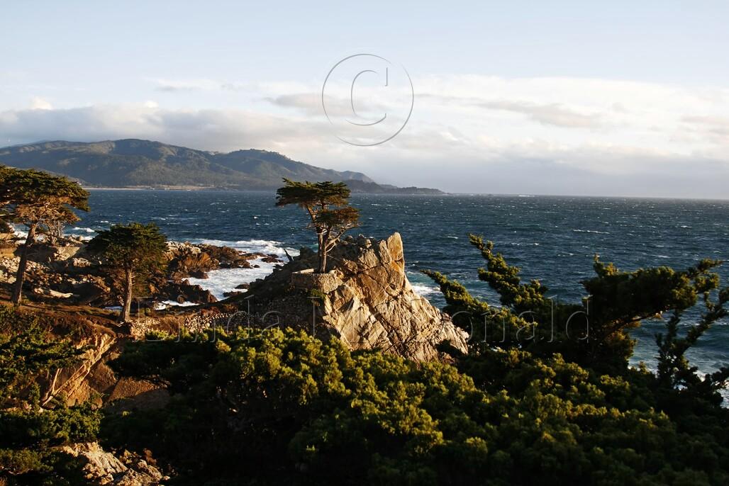 Lone Cypress_0372L.jpg