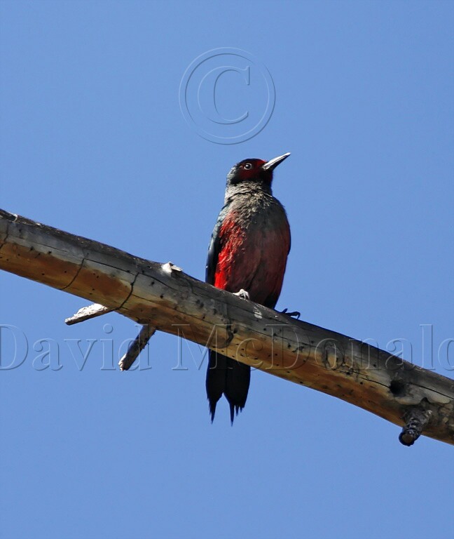 Lewiss Woodpecker_1318.jpg