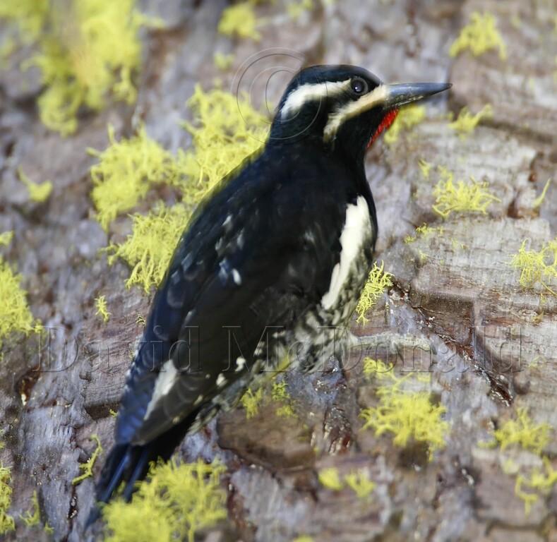 Williamsons Sapsucker - male_1334.jpg