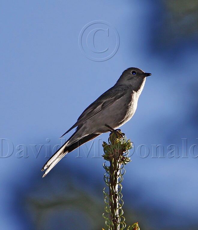 Townsends Solitaire_1470.jpg