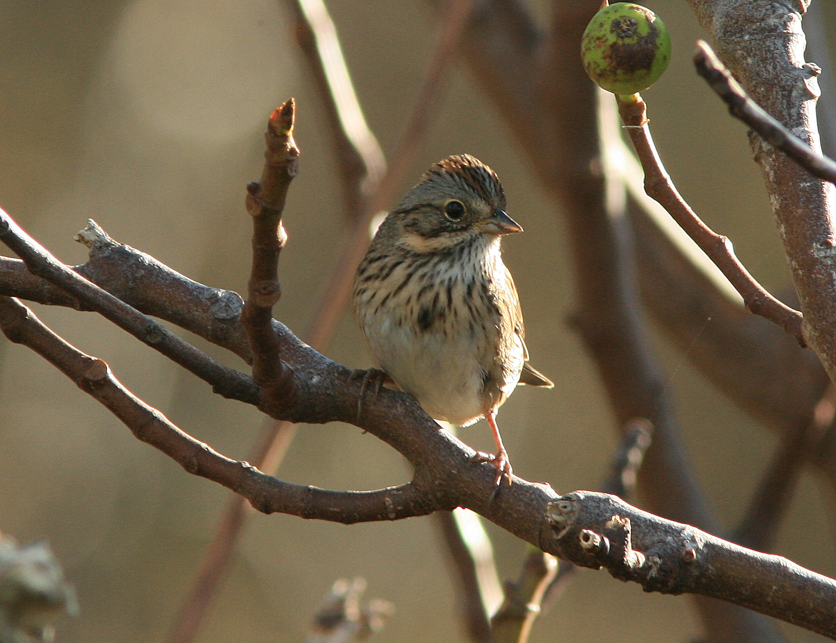 Lincolns Sparrow