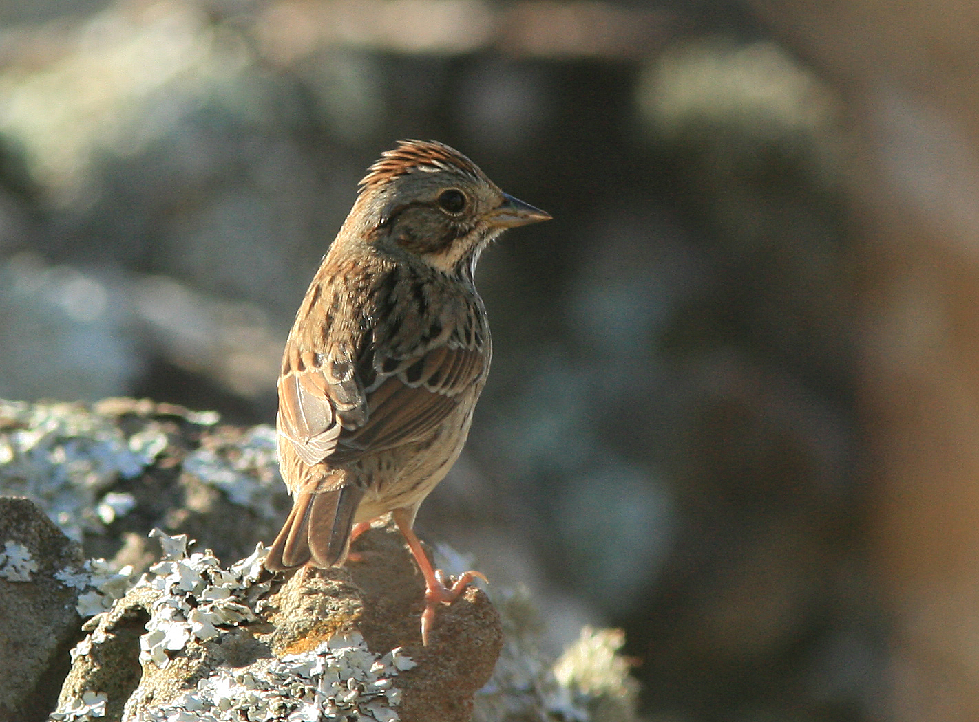 Lincolns Sparrow