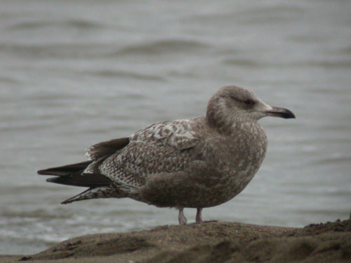 American Herring Gull
